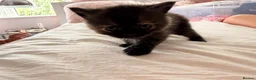 British Shorthair cats for sale: British short hair cross with British longhair  - Advert 7