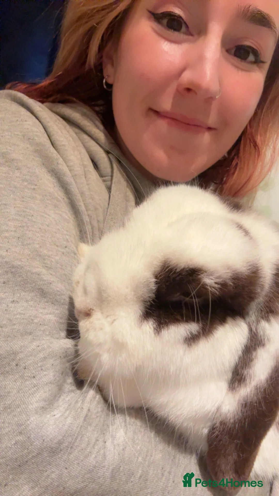 Lionhead rabbits for sale: Male rabbit for rehoming with companion  - Advert 4