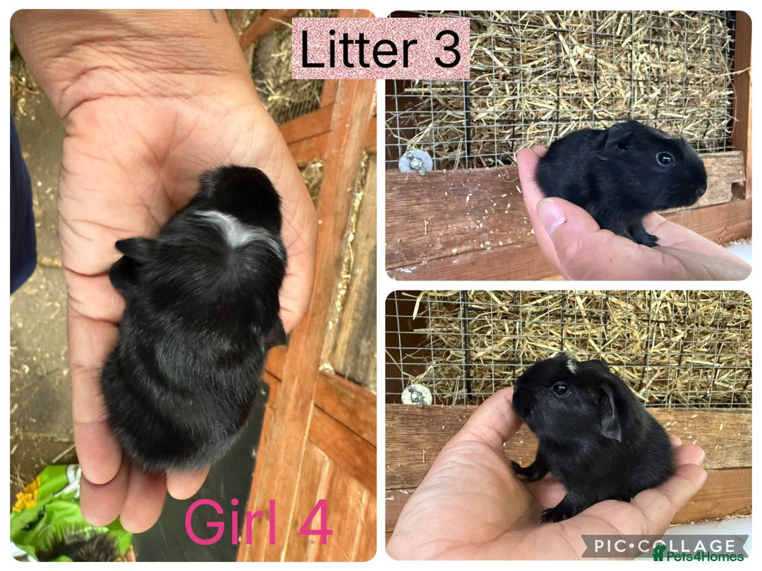 Guinea Pig rodents for sale: Beautiful baby guinea pigs  - Image 13