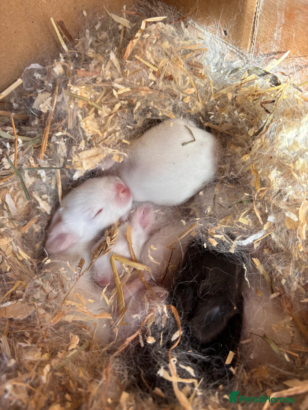Lionhead rabbits for sale: Double mane lionhead  in Hartlepool - Advert 1