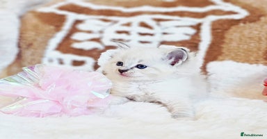 Ragdoll cats Cute Ragdoll kittens  - Advert 6