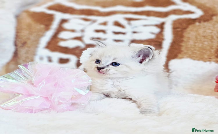 Ragdoll cats Cute Ragdoll kittens  - Advert 1