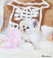 Ragdoll cats Cute Ragdoll kittens - Advert 3