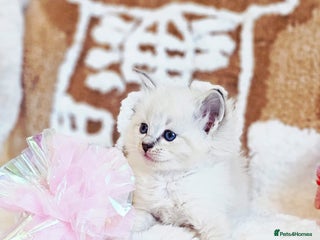 Ragdoll cats Cute Ragdoll kittens - Advert 8