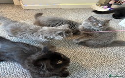 Persian cats for sale: Persian cats London  - Advert 6