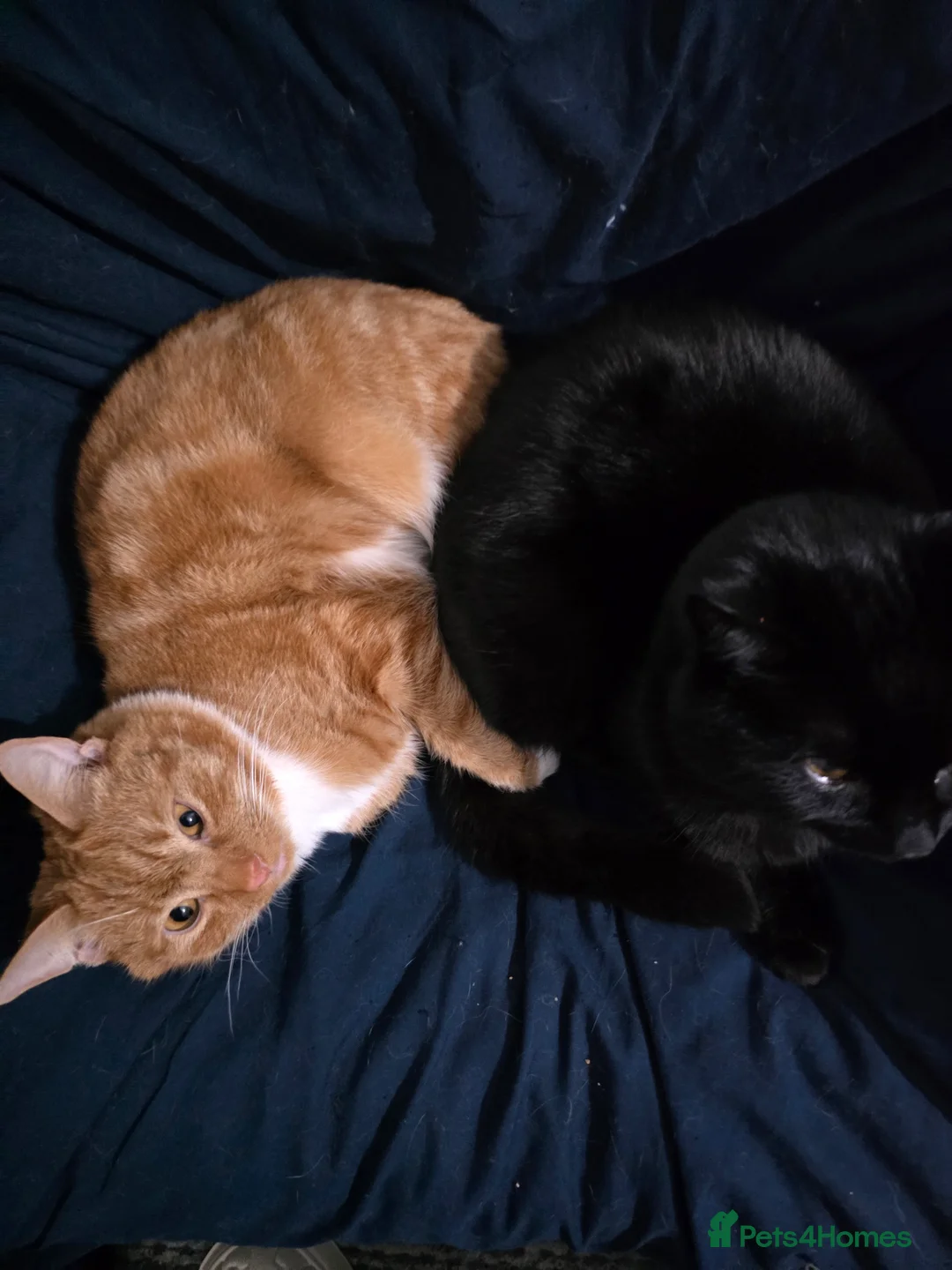 Mixed Breed cats for sale: Rehoming Ash and Gizmo  - Advert 4