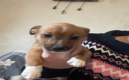 Mixed Breed dogs for sale: 3/4 jack Russell  1/4 chihuahua  - Image 8