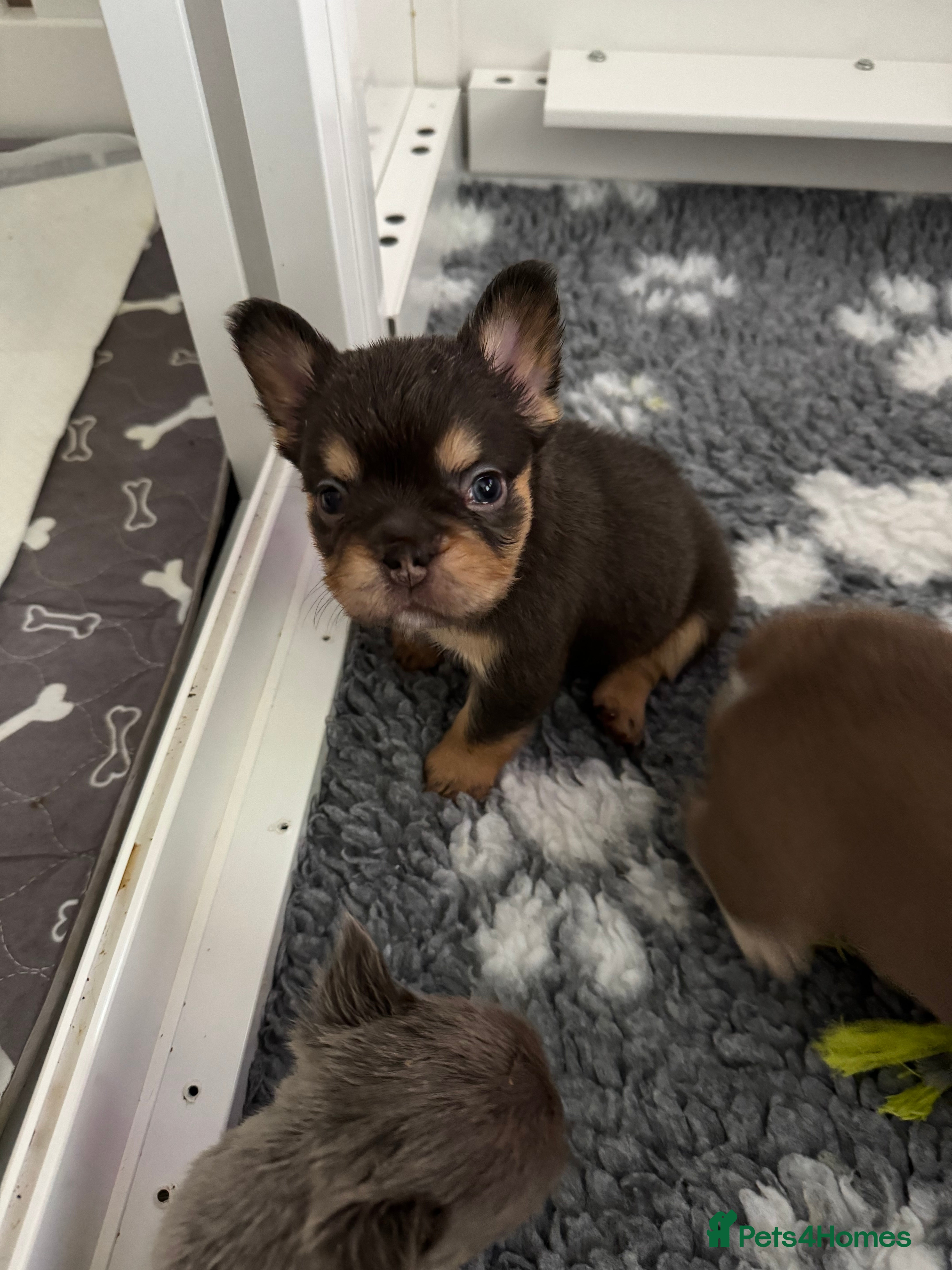 French Bulldog dogs Stunning French Bulldog puppies  - Advert 2