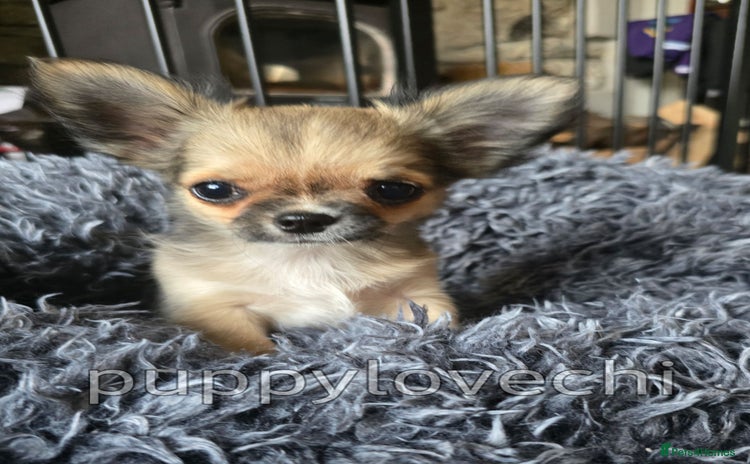 Chihuahua dogs - Advert 1