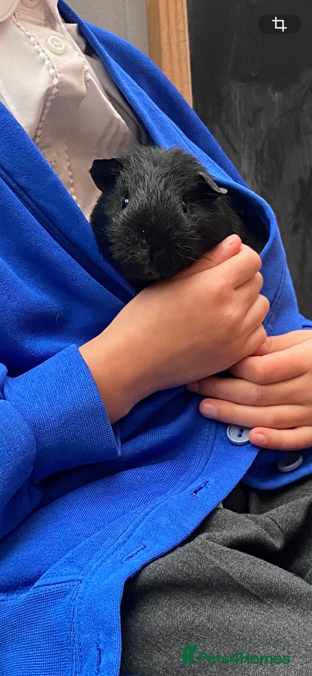 Guinea Pig rodents for sale: Friendly trio of Guinea pig boars :)  - Advert 2
