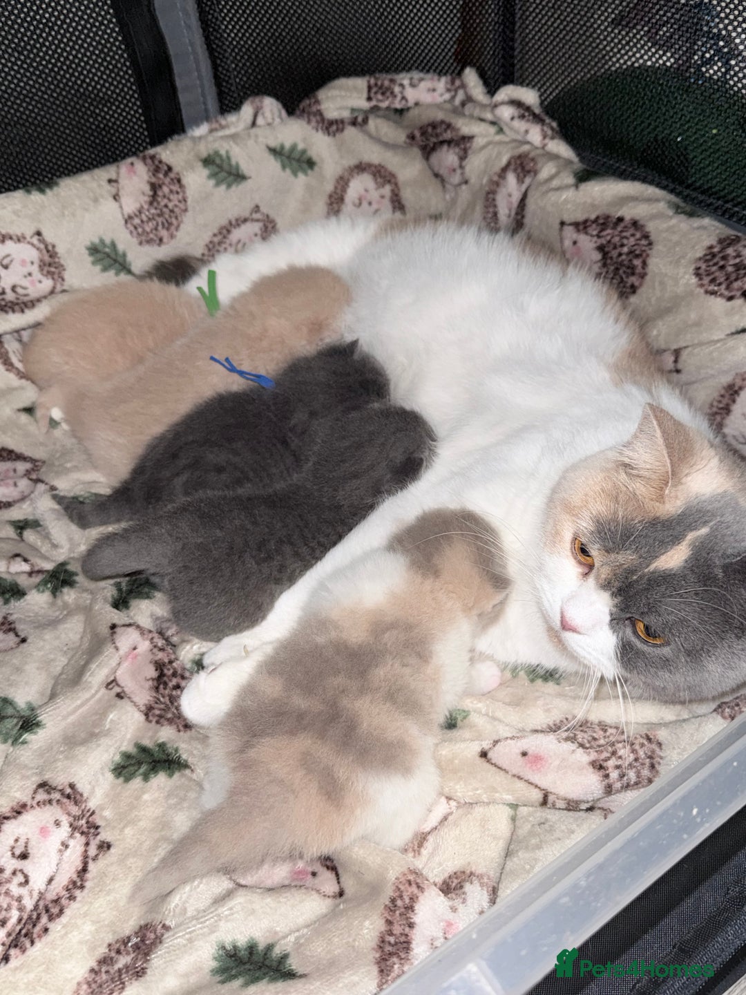 British Shorthair cats for sale: British shorthair kittens a rainbow of colours 😍 - Image 4