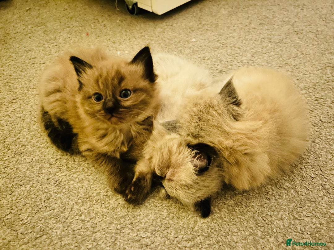 Ragdoll cats for sale: Ragdoll Kittens  - Advert 19