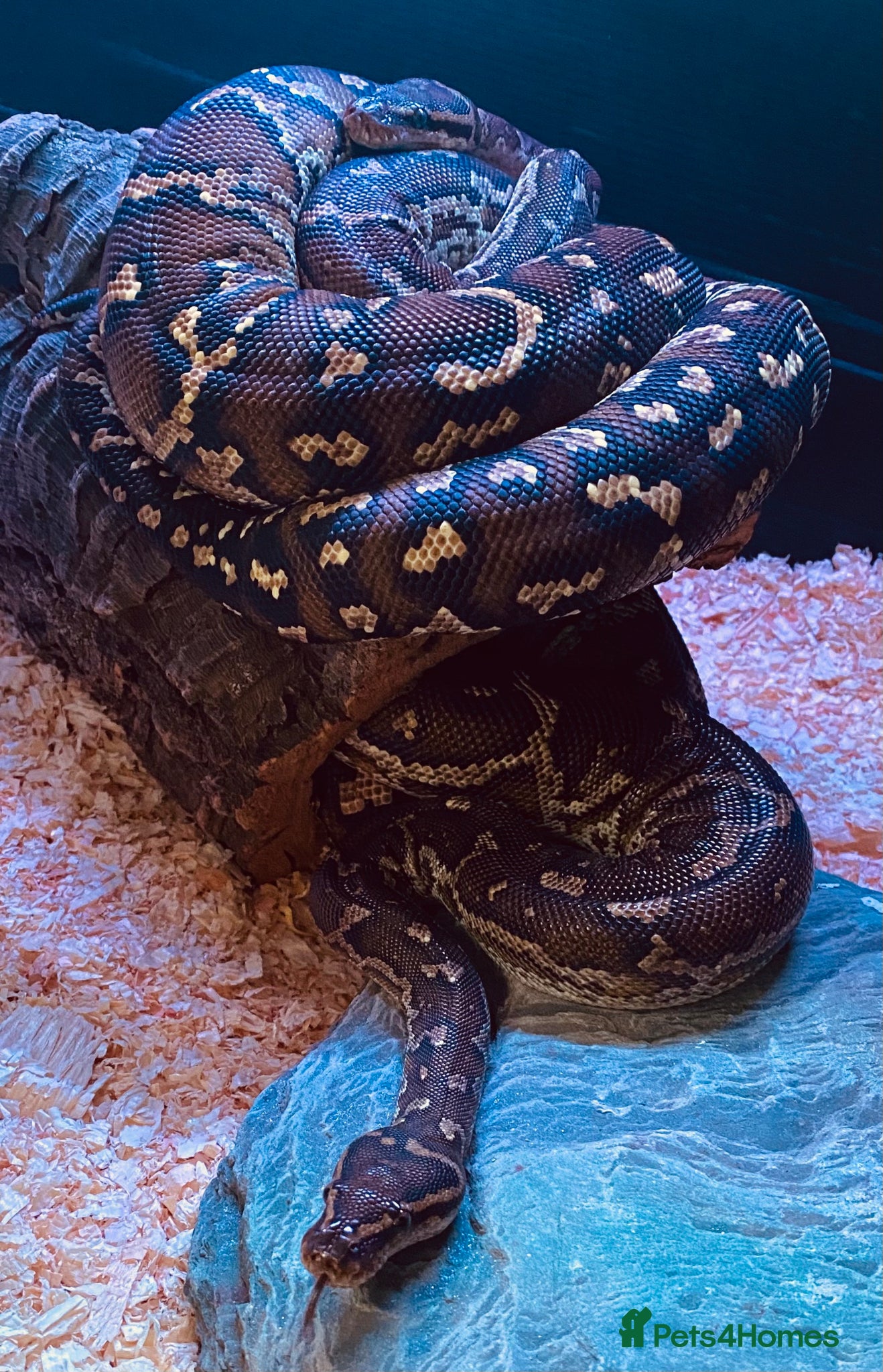 Python Snake reptiles Angolan python - mixed M/F pair - Advert 6