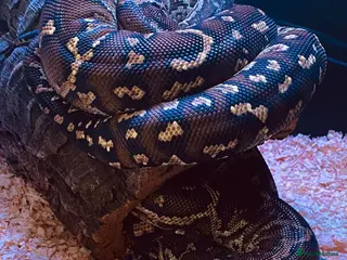 Python Snake reptiles Angolan python - mixed M/F pair - Advert 6