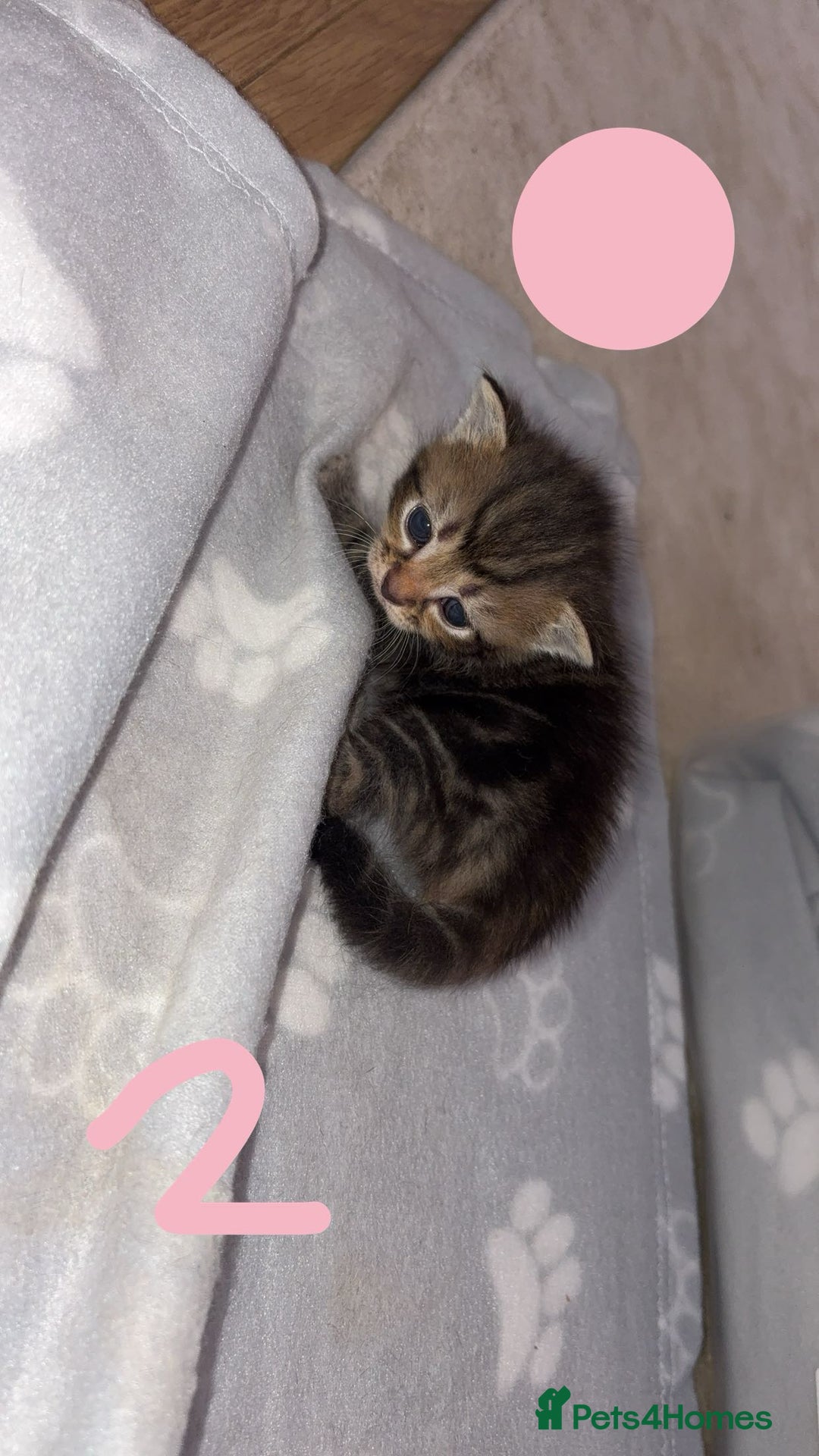 British Shorthair cats for sale: 6 beautiful kittens for sale  - Advert 4