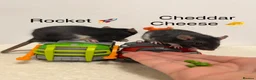 Rat rodents for sale: Beautiful baby rats  - Advert 16