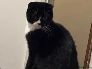 Mixed Breed cats Friendly Female Tuxedo Cat Looking for an new home - Advert 2