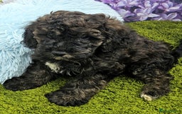 Cockapoo dogs for sale: READY NOW !! sable & brindle tri colour cockapoos - Image 19