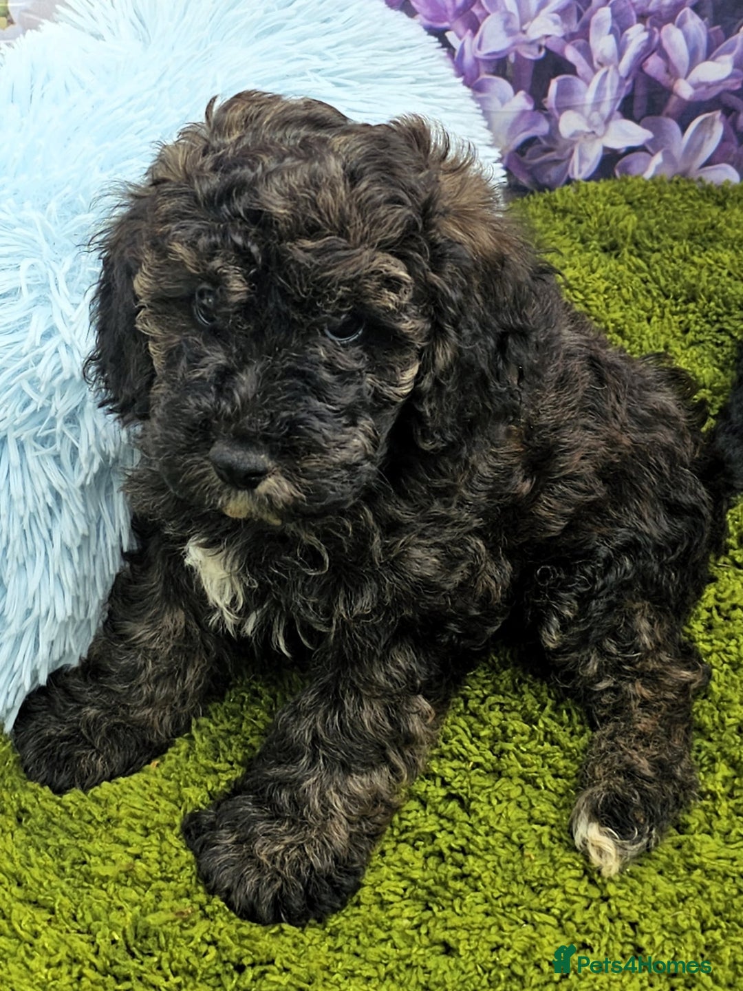 Cockapoo dogs for sale: READY NOW !! sable & brindle tri colour cockapoos - Image 19