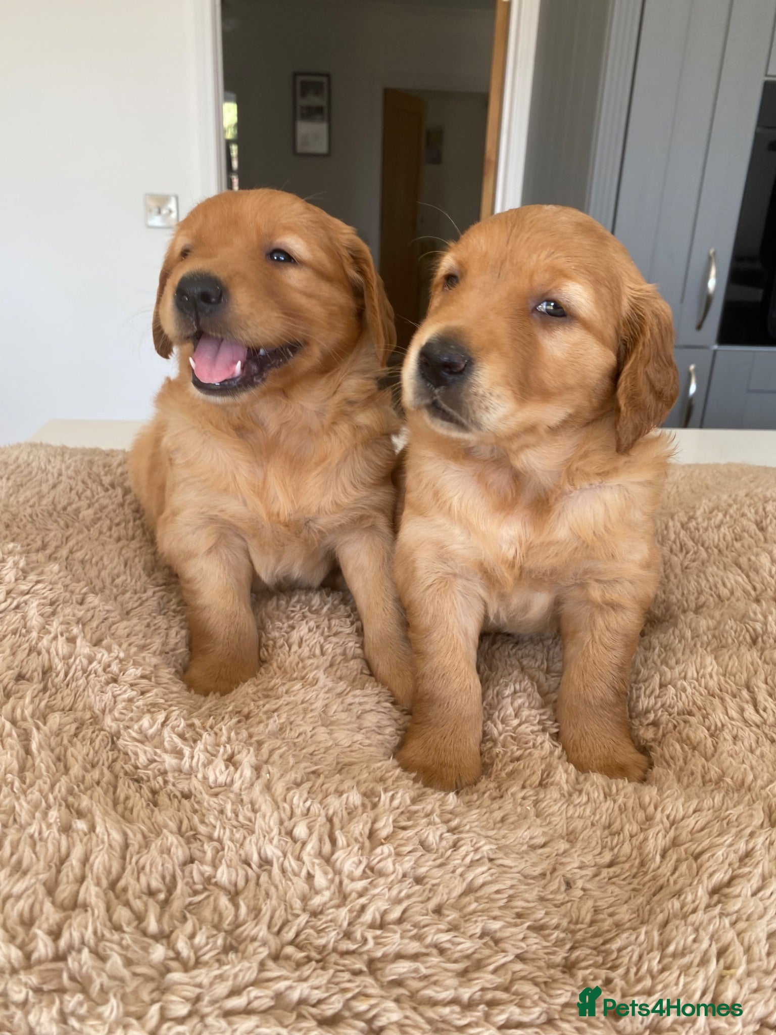 Golden Retriever dogs KC REG RED Golden Retriever puppies  - Advert 1