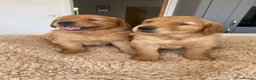 Golden Retriever dogs for sale: KC REG RED Golden Retriever puppies  - Advert 1