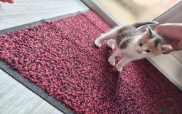 Mixed Breed cats for sale: 4 Mixed Breed Kittens  - Image 31