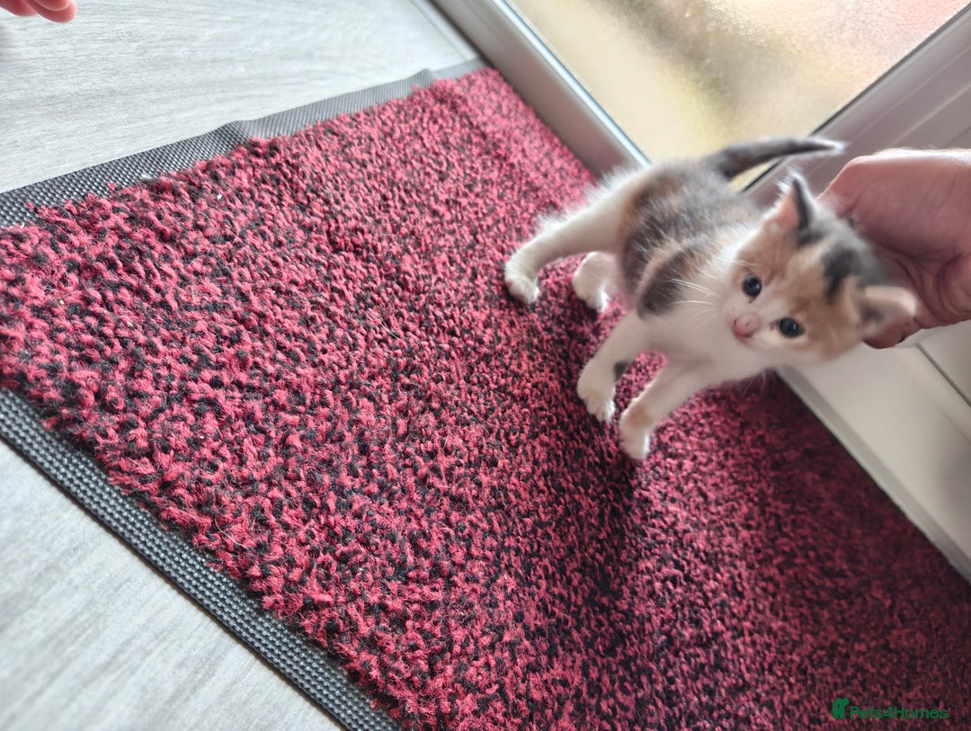 Mixed Breed cats for sale: 4 Mixed Breed Kittens  - Image 31