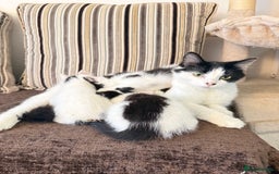 Mixed Breed cats for sale: FREE KITTENS AND CAT!! In need of rehoming FREE - Image 9