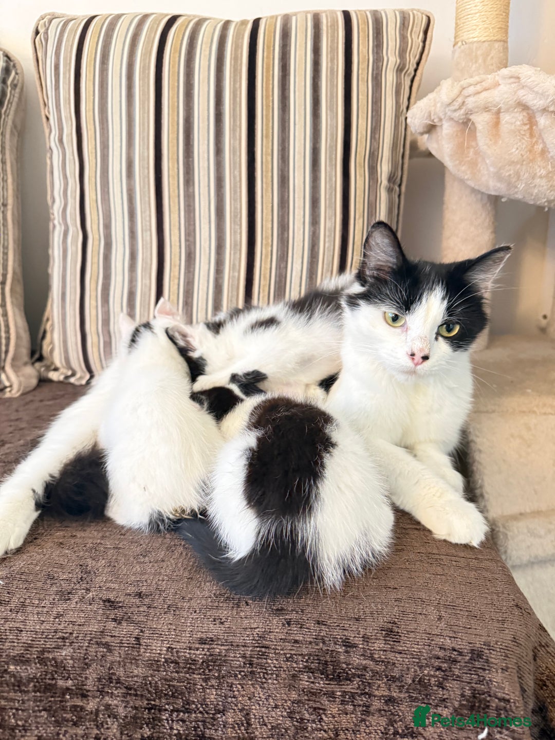 Mixed Breed cats for sale: FREE KITTENS AND CAT!! In need of rehoming FREE - Image 9