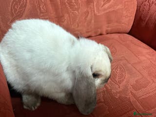Mixed Breed rabbits Male rabbit looking for good home - Advert 22