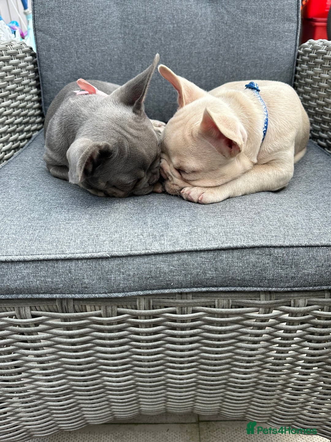 French Bulldog dogs for sale: Gorgeous 7Month Old Brother & Sister Frenchies - Image 10