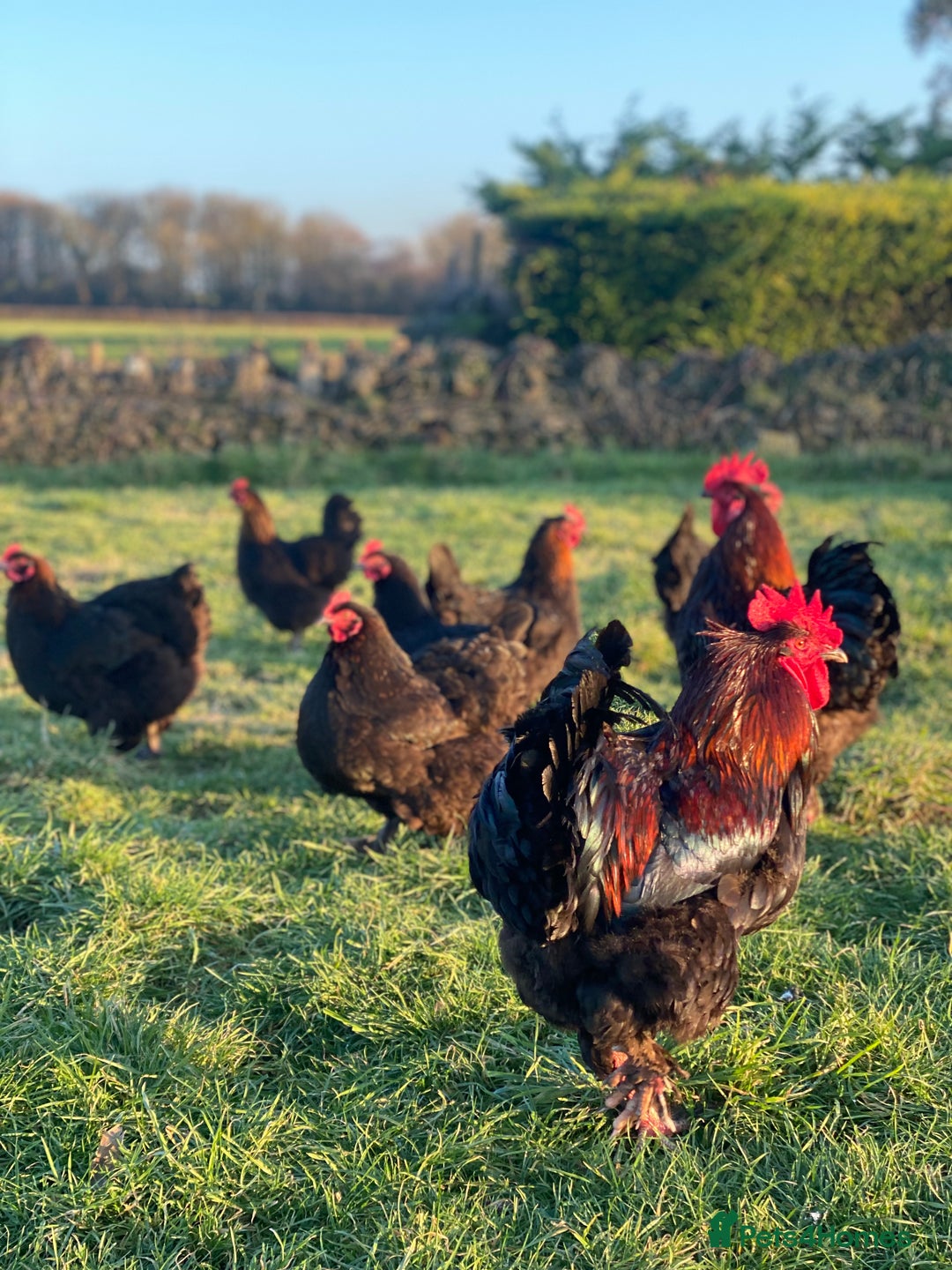 Mixed Breed birds for sale: Point of lay Hens & Pullets – VARIOUS BREEDS 🦚  - Image 36