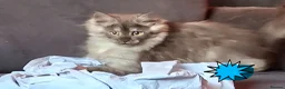 Maine Coon cats for sale: Pets or Breeding Maine Coon kittens in Manchester - Advert 13