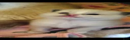 Ragdoll cats for sale: 🤍 More than just kittens — they are family. 🤍 - Advert 12