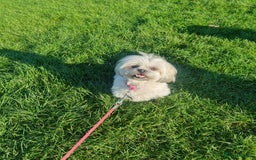 Malshi dogs for sale: ❤️ Loving Home Wanted for Our Beautiful Penny ❤️ - Image 2