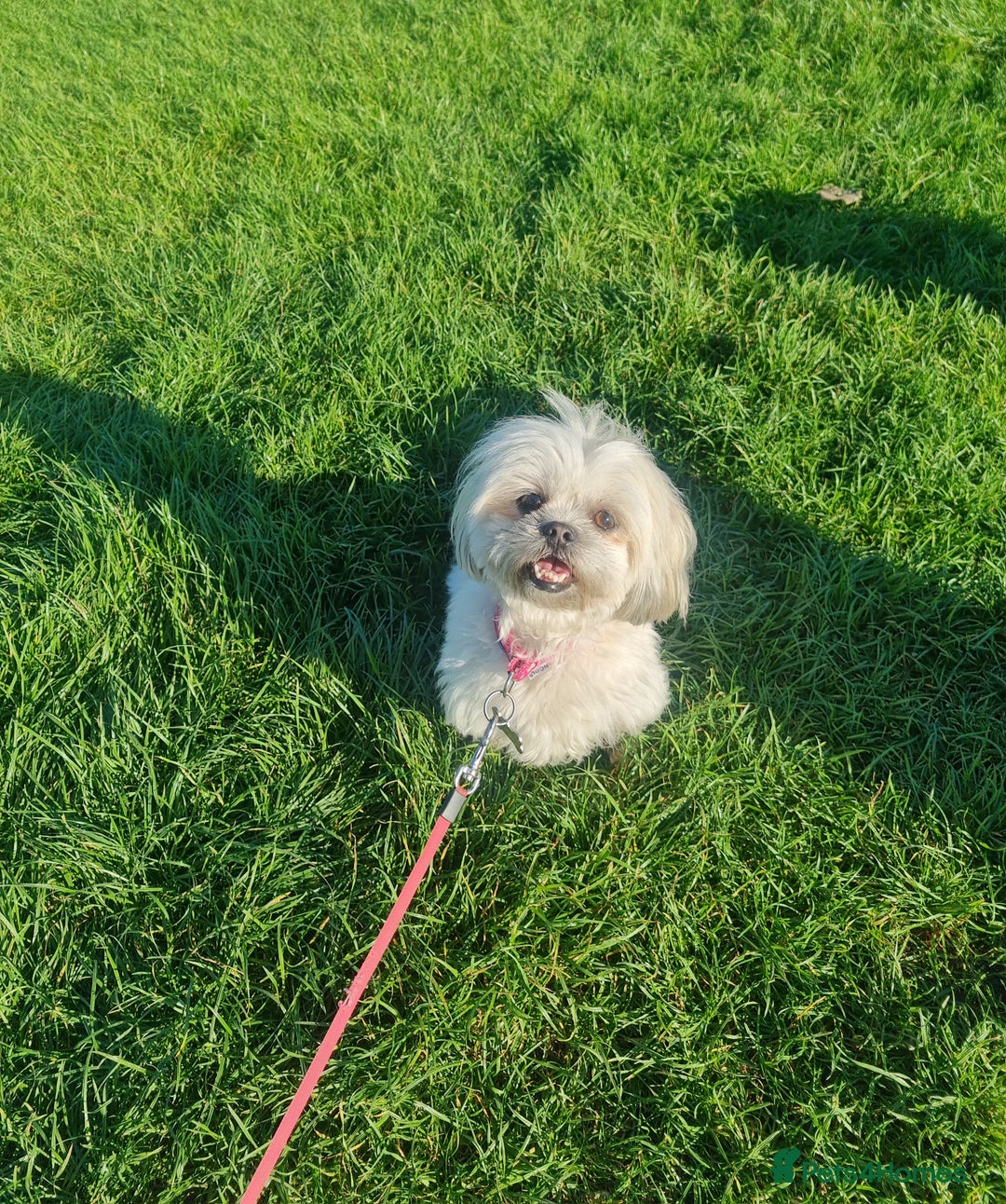 Malshi dogs for sale: ❤️ Loving Home Wanted for Our Beautiful Penny ❤️ - Image 2