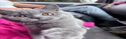 British Shorthair cats for sale: GCCF British Short Hair Kittens Blue  - Advert 3