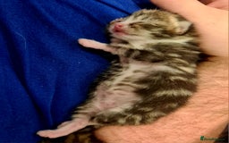 Mixed Breed cats for sale: Beautiful Mixed-Breed Kittens  - Image 5