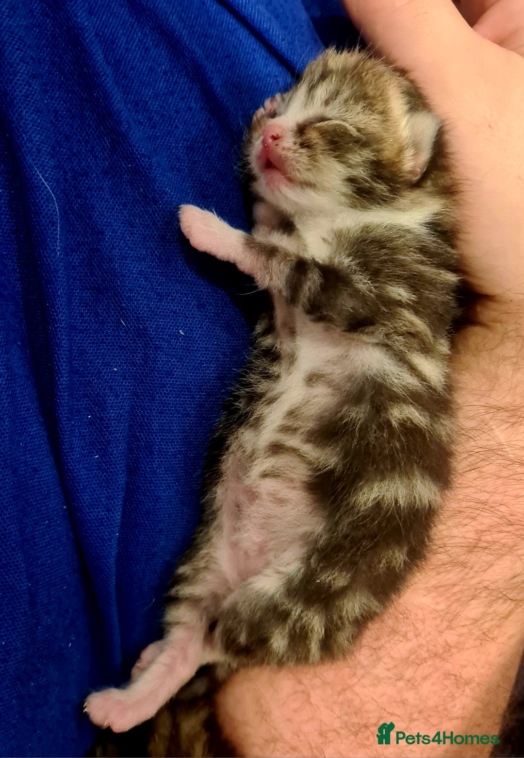 Mixed Breed cats for sale: Beautiful Mixed-Breed Kittens  - Image 5