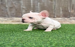 French Bulldog dogs for sale: Beautiful pups- Ready to leave 🏡 - Image 9
