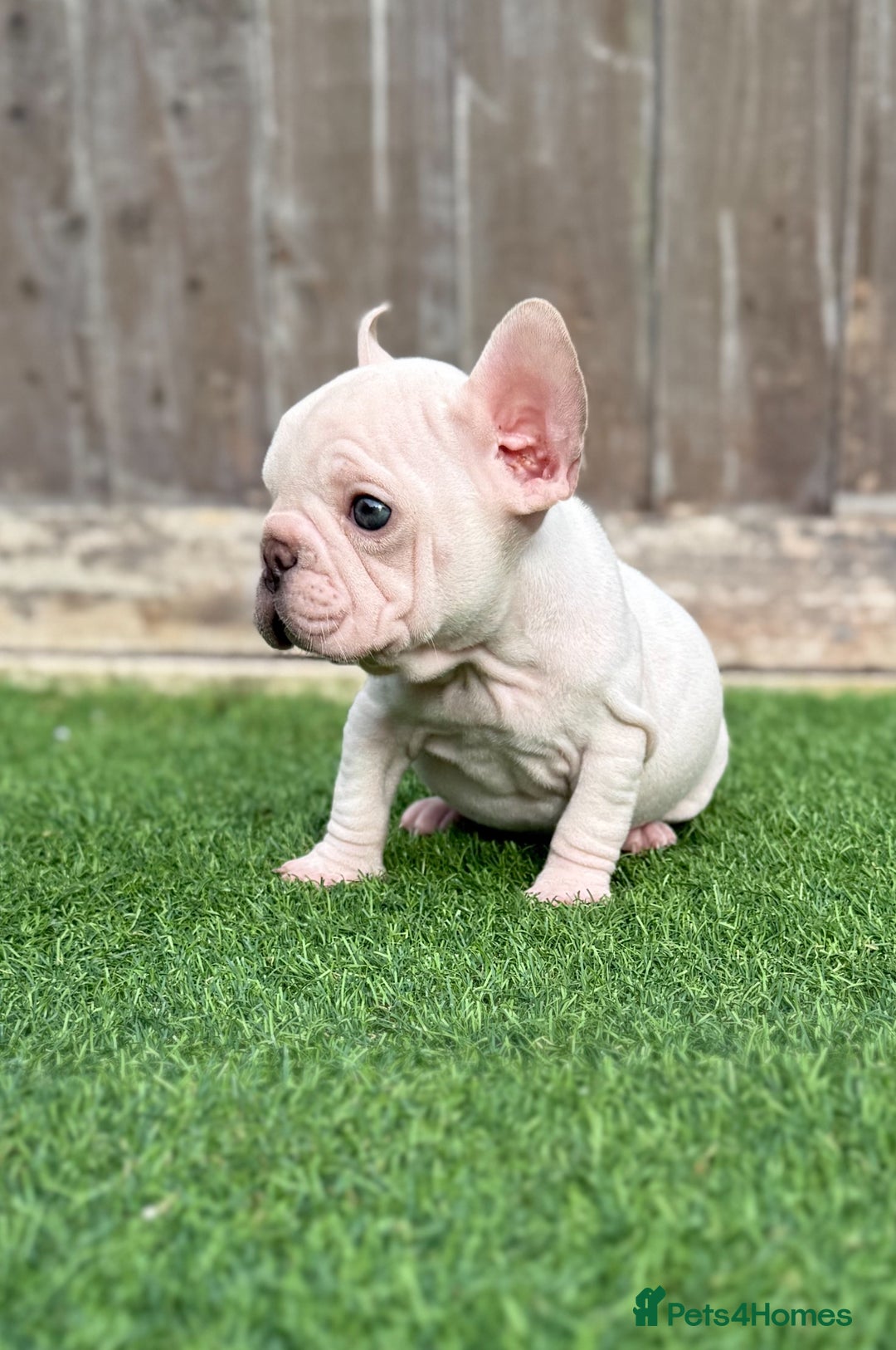 French Bulldog dogs for sale: Beautiful pups- Ready to leave 🏡 - Image 9