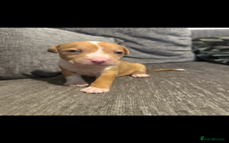 Mixed Breed dogs for sale: 7 Gorgeous Lurcher x Pocket Bully Pups  - Advert 7