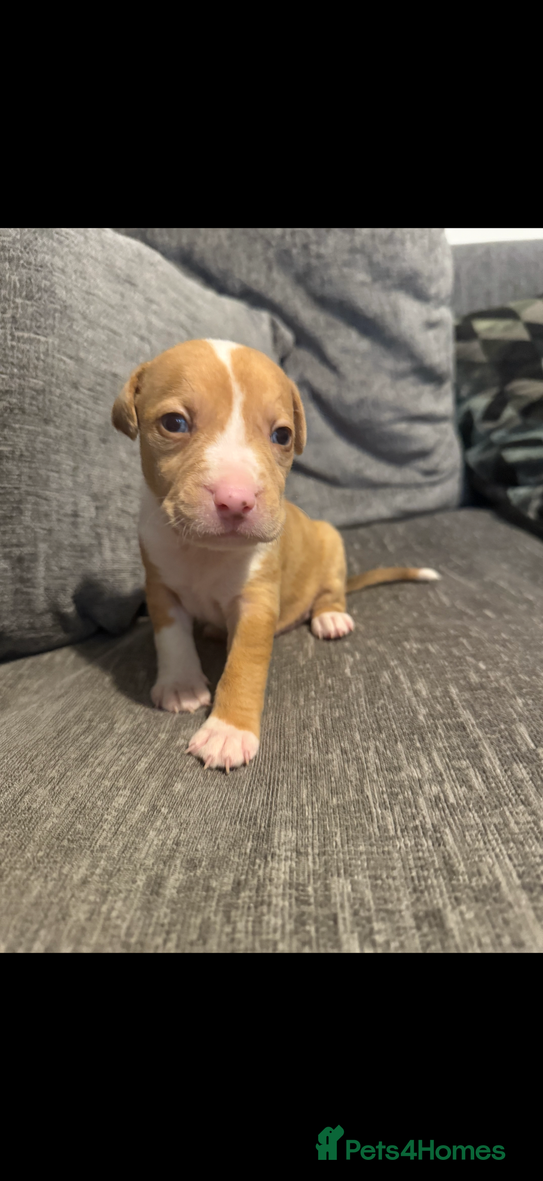 Mixed Breed dogs for sale: 7 Gorgeous Lurcher x Pocket Bully Pups  - Advert 7