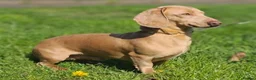 Dachshund dogs for stud: KC registered dachshund for stud - Advert 4
