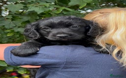 Labradoodle dogs for sale: Fantastic Labradoodle Puppies  - Image 1