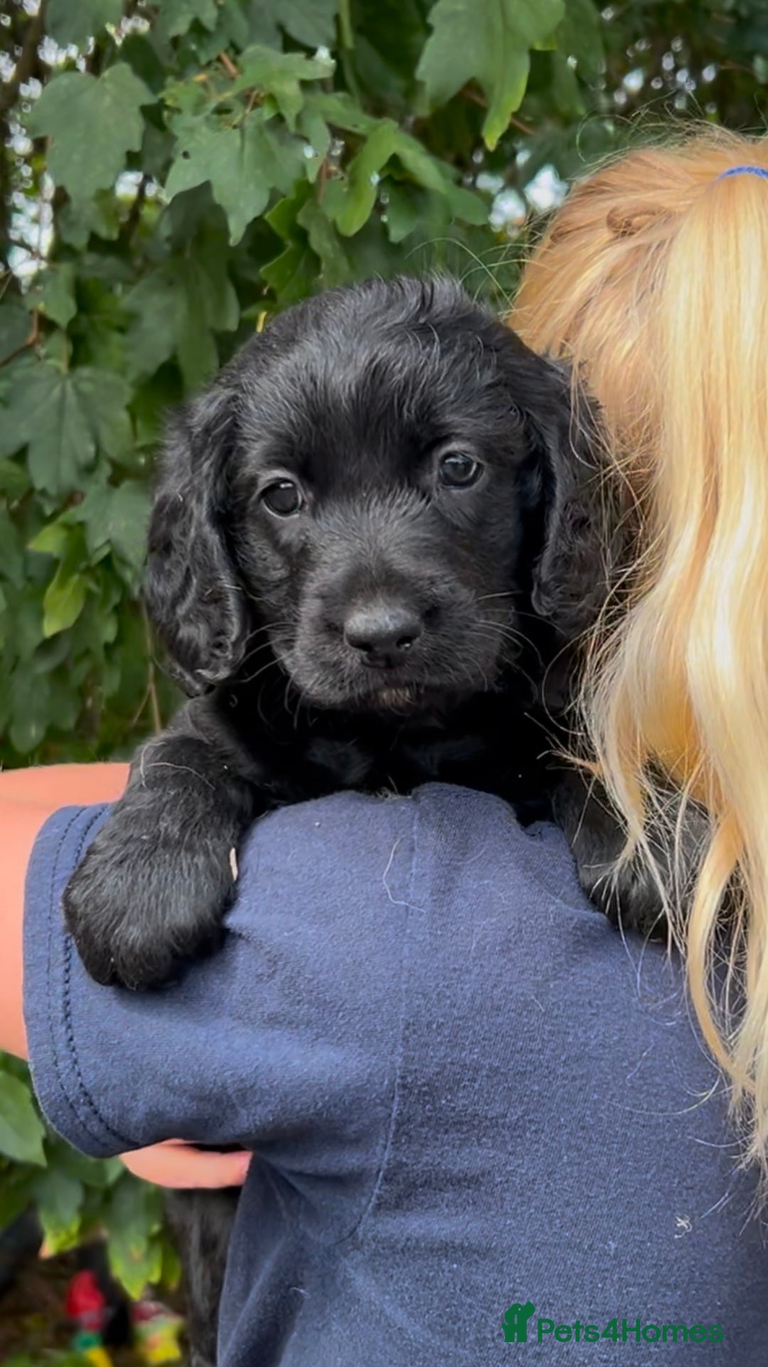 Labradoodle dogs for sale: Fantastic Labradoodle Puppies  - Image 1