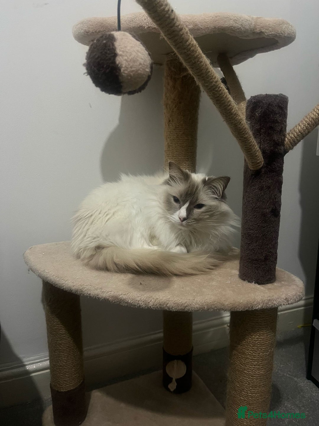 Ragdoll cats for sale: 5 year old ragdoll- urgently need to rehome - Image 3