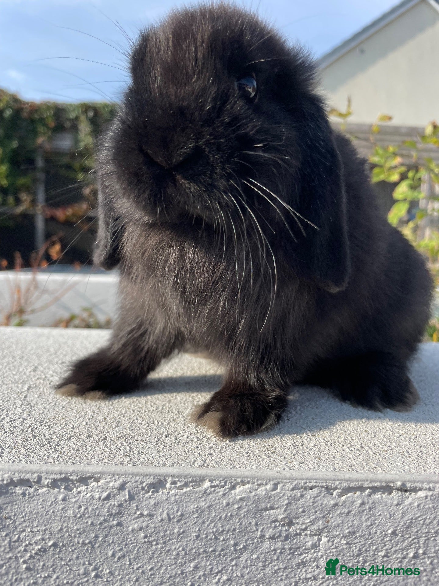 Mini Lop rabbits Gorgeous mini lops looking for their forever home  - Advert 16
