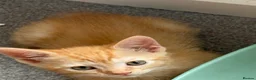 Mixed Breed cats for sale: Ginger short haired tabby kitten - Advert 4