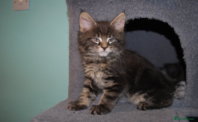Maine Coon cats - Advert 1